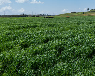 AgricultureCropWheatFarmFarmerFarmingFieldClimate change