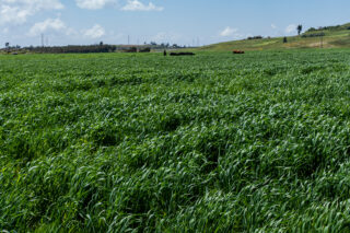 AgricultureCropWheatFarmFarmerFarmingFieldClimate change