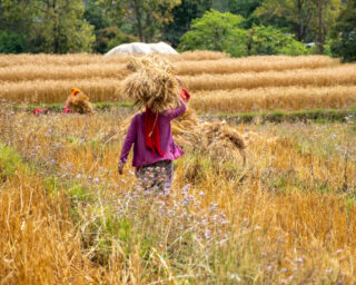 WheatRiceFarmerWomen
