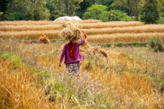 WheatRiceFarmerWomen