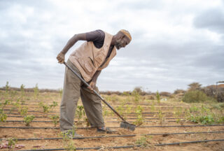 FarmerFieldIrrigation systemDroughtCamel