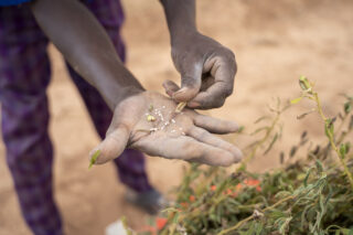 FarmHarvestIrrigation systemDrought