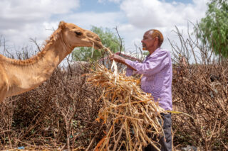 FarmDroughtcamel