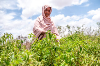 farmerdroughtcowwomenwomangrainsshopmarket