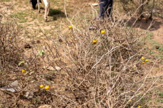 farmercooperativeself help groupwomenempowermentbusiness