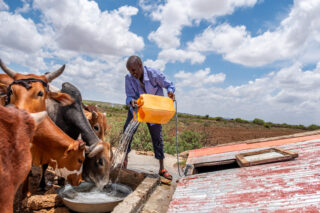 farmfarmerdroughtsheepcowschilliwater
