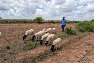 farmfarmerdroughtsheepcowschilliwater