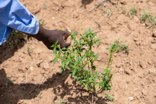 farmfarmerdroughtsheepcowschilliwater