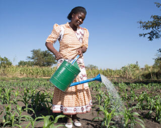 Esinta Kafera (32) fra Malawi vanner åkeren sin der hun dyrker mais og bønner.