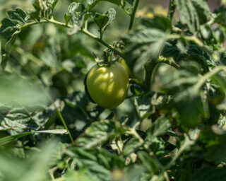 tomatoes field ethiopia