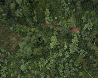 Skog_Guatemala_naturressurser_klimatilpasning