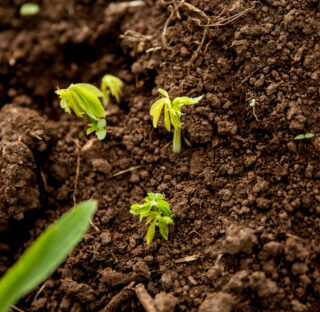 AgricultureFarmerFoodCropClimate adapted agriculture