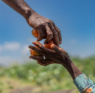 tomatoesfieldethiopia