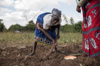 Modellbonden Gertrude Frackson gir en annen bonde opplæring i å grave groper
