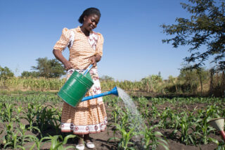 Esinta Kafera (32) fra Malawi vanner åkeren sin der hun dyrker mais og bønner.