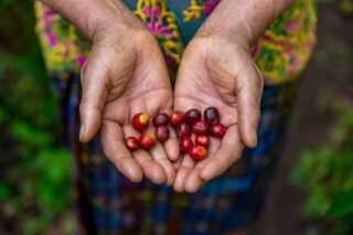Kvalitetskaffe kaffeproduksjon klimaendringer Guatemala