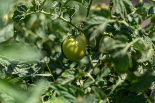 tomatoes field ethiopia