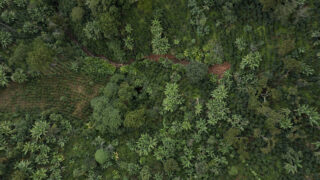Skog_Guatemala_naturressurser_klimatilpasning
