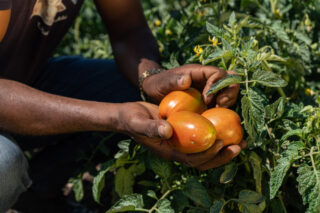 farmertilahun solomon alemuaddis aemerotomatoescropsethiopiafield