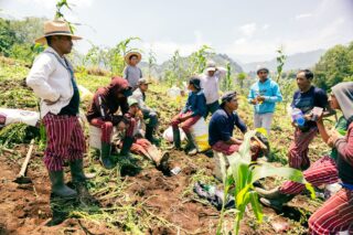 Ungdom i Guatemala dyrker poteter med nye jordbruksteknikker de har lært gjennom prosjektet