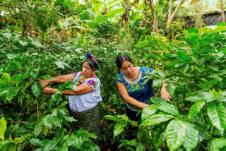 Kaffebønder i Guatemala