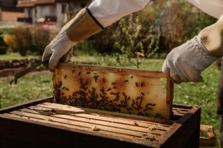 Birøkter samler honning