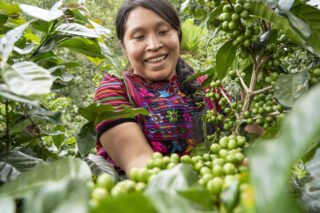 Bondekvinne fra Guatemala viser frem kaffebønner